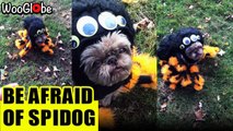 'Dog in spider costume 'crawls up' to owner to get treats'