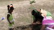 L'Inde vient de planter 66 millions d'arbres en 12 heures contre la déforestation