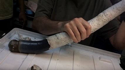 Un étrange "ver géant" découvert aux Philippines dévoile ses secrets