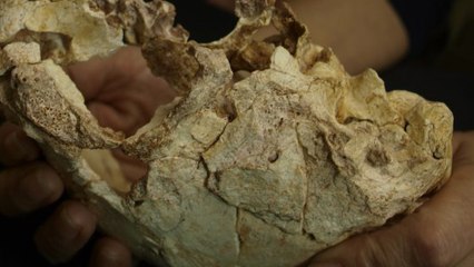 Science : un crâne d’hominidé fossilisé âgé de 400 000 ans pourrait contribuer à comprendre l’évolution humaine
