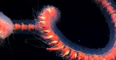 Une incroyable créature filmée dans les profondeurs du Pacifique