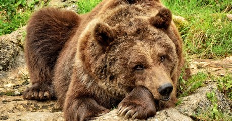 Etats-Unis : le président Trump autorise la chasse des ours qui hibernent et des loups en Alaska