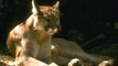 L'étonnant cri d'un jeune puma filmé dans les montagnes du Colorado