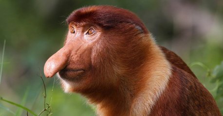 Le nasique : photo, nez, ce qu'il faut savoir sur cet animal étonnant