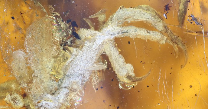 Un oisillon vieux de 99 millions d'années découvert très bien préservé dans l'ambre