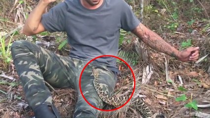 Quand un aventurier se retrouve nez à nez avec un crotale diamantin