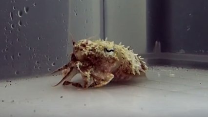 Quand une seiche se déguise en bernard-l'hermite sous les yeux de scientifiques