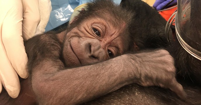 Des vétérinaires aident une femelle gorille à mettre son petit au monde dans un zoo américain