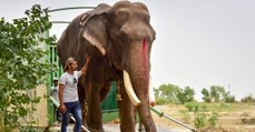 Après 50 ans passés enchainé, un éléphant retrouve sa liberté en Inde
