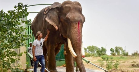 Après 50 ans passés enchainé, un éléphant retrouve sa liberté en Inde