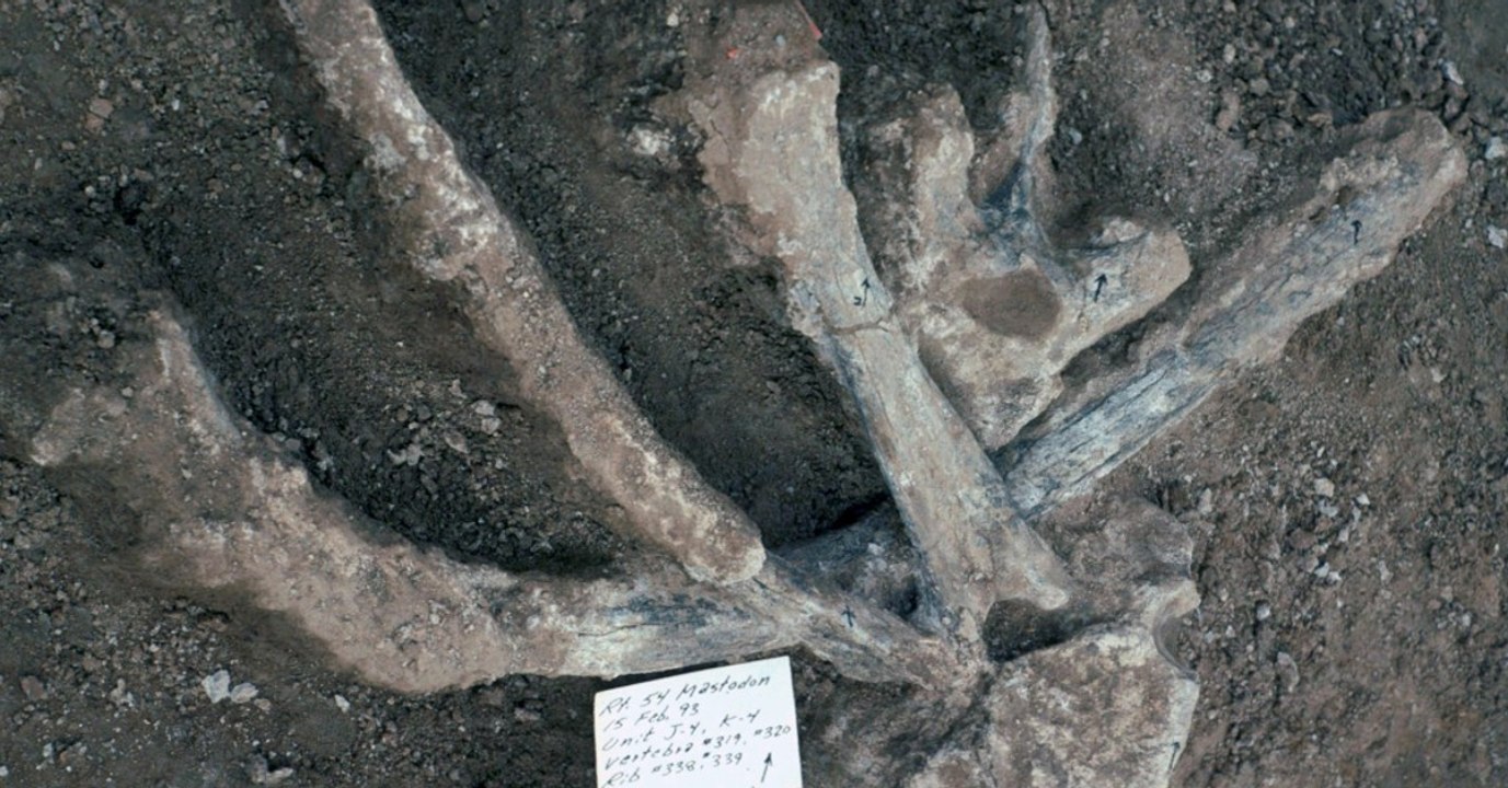 Des ossements vieux de 130 000 ans pourraient réécrire une partie de l'histoire humaine