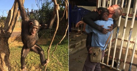 Le fantastique sauvetage d'un chimpanzé découvert enchainé à un arbre en Angola