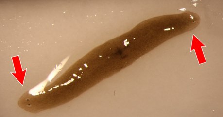 Parti dans l'espace, un ver revient sur Terre avec... deux têtes