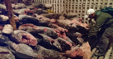 Un navire chinois intercepté avec plus de 6000 requins à bord dans les Galapagos