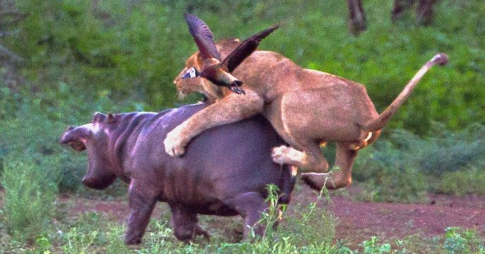 Quand une mère hippopotame tente de défendre son petit contre une attaque de lions