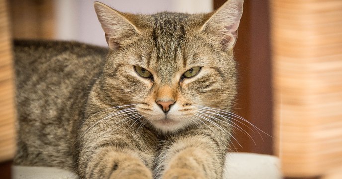 Voilà comment le chat est devenu l'animal de compagnie numéro 1 de l'homme