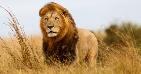 La sixième extinction de masse des animaux serait sous-estimée