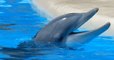 En France, la reproduction des dauphins et orques en captivité est maintenant interdite
