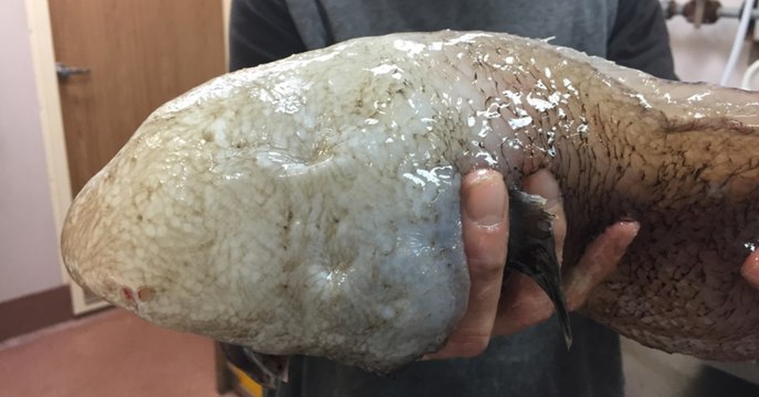 Un étrange poisson sans visage redécouvert dans les profondeurs au large de l'Australie