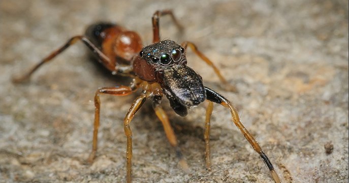Pour survivre, ces araignées ont trouvé une étonnante stratégie : se déguiser en fourmi