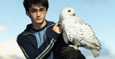 Comment Harry Potter pourrait avoir menacé la survie des chouettes en Indonésie