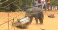 Quand un éléphant sème la panique dans un village indien