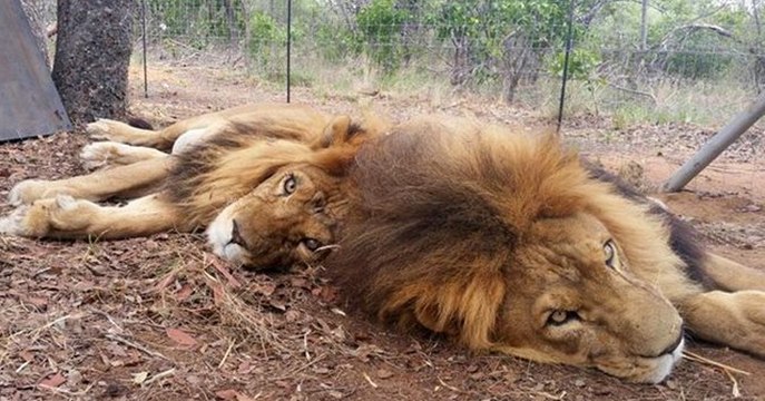 Deux lions de cirque transférés dans un sanctuaire en Afrique retrouvés morts
