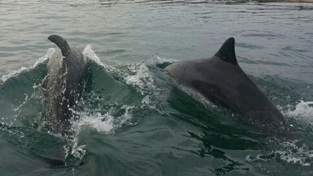 Deux dauphins retrouvent leur liberté après 20 ans de captivité en Corée du Sud