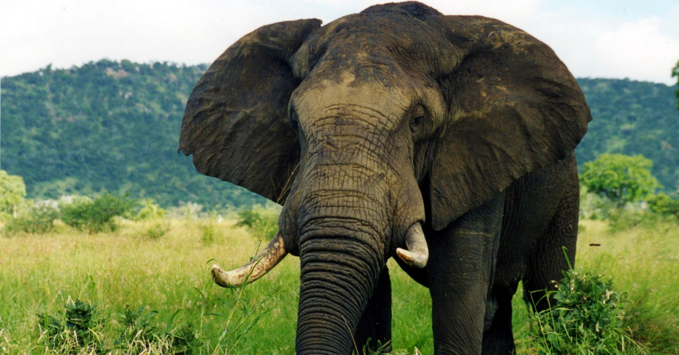 Les Etats-Unis réautorisent l'importation de trophées d'éléphants chassés au Zimbabwe et en Zambie