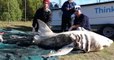 Le mystère de ces grands requins blancs au foie dévoré qui s'échouent en Afrique du Sud