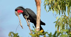 Le cacatoès noir, cet oiseau qui joue d'un instrument de musique pour séduire les femelles