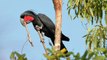 Le cacatoès noir, cet oiseau qui joue d'un instrument de musique pour séduire les femelles