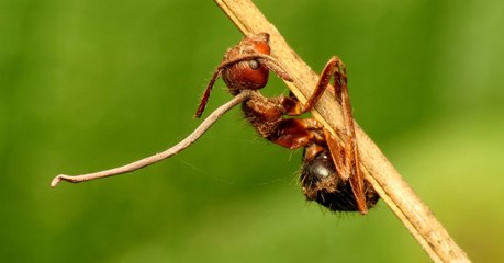 Des scientifiques percent le secret du parasite qui change les fourmis en zombies