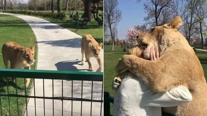 L'extraordinaire réaction de deux lionnes face à la femme qui les a sauvées