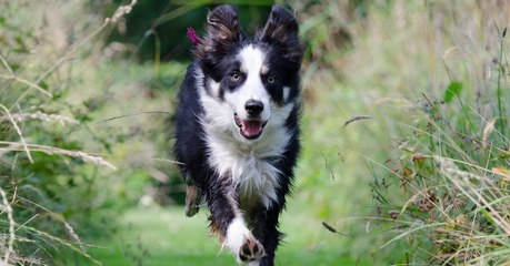 Au Chili, des chiens "semeurs" de graines sont chargés de faire renaître les forêts brûlées