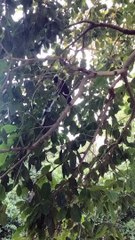 Crow Bird  Noise Video By Kingdom of Awais
