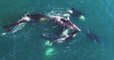 Des chercheurs filment des orques s'attaquer à une baleine de Minke au large de la Russie