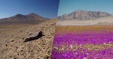 Le désert d'Atacama, l'un des plus arides, est maintenant couvert de fleurs
