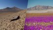 Le désert d'Atacama, l'un des plus arides, est maintenant couvert de fleurs