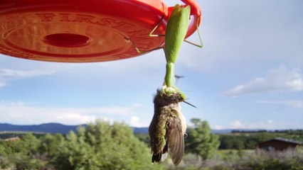 Quand des mantes religieuses attaquent des oiseaux pour dévorer leur cerveau