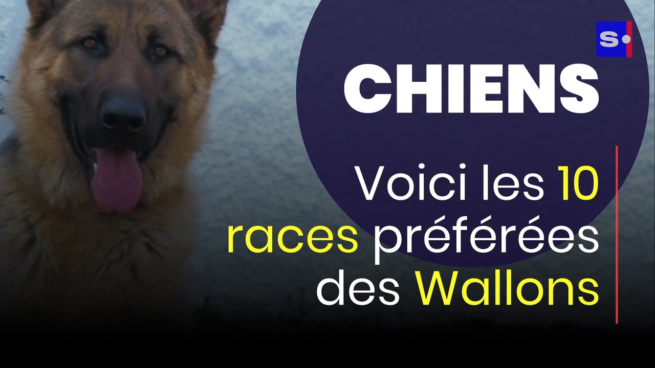 Chiens : voici les races préférées des Belges !