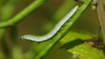 Pour se protéger des chenilles, certaines plantes les poussent à devenir cannibales