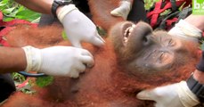 Des écologistes viennent au secours de deux orangs-outans victimes de l'huile de palme