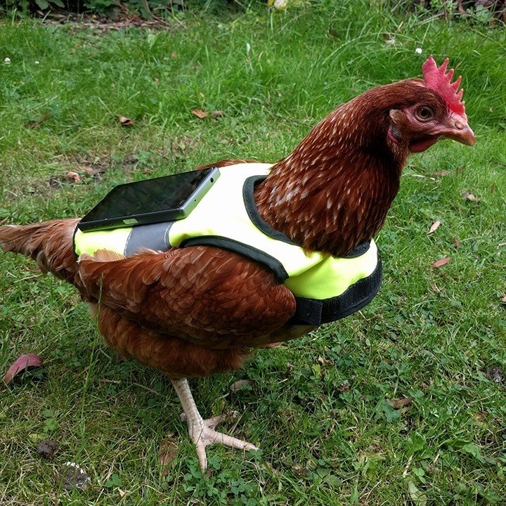 Pokémon GO: Diese Frau versucht mit einem Huhn, ihre Pokémon-Eier ausbrüten zu lassen!