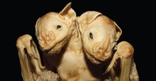Une chauve-souris à deux têtes découverte au Brésil fascine des chercheurs