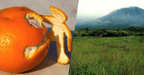 Des pelures d'oranges contre la déforestation, l'étonnante histoire d'une expérience oubliée pendant 20 ans
