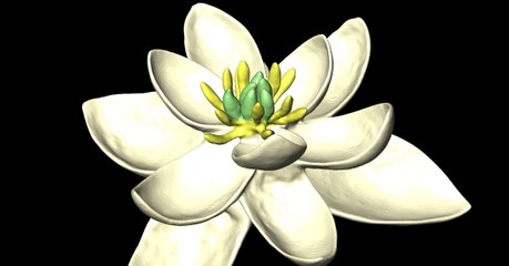 Des scientifiques ont découvert à quoi ressemblait la toute première fleur sur Terre