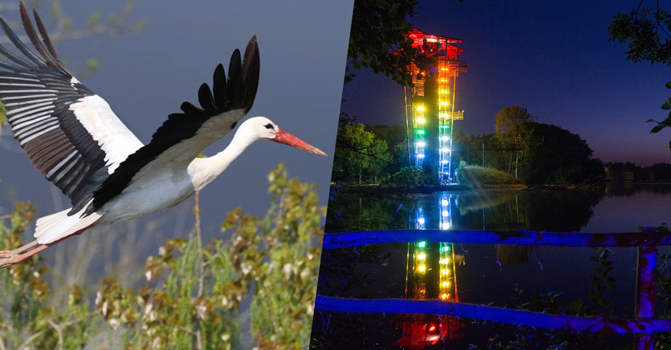Avec ses Nocturnes, le Parc des Oiseaux vous embarque pour une remarquable immersion entre jour et nuit