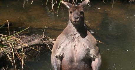 Un kangourou à la musculature impressionnante crée la surprise en Australie