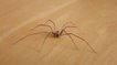 Les Pyrénées-Orientales secouées par des cas de nécrose dus à des morsures d’araignée
